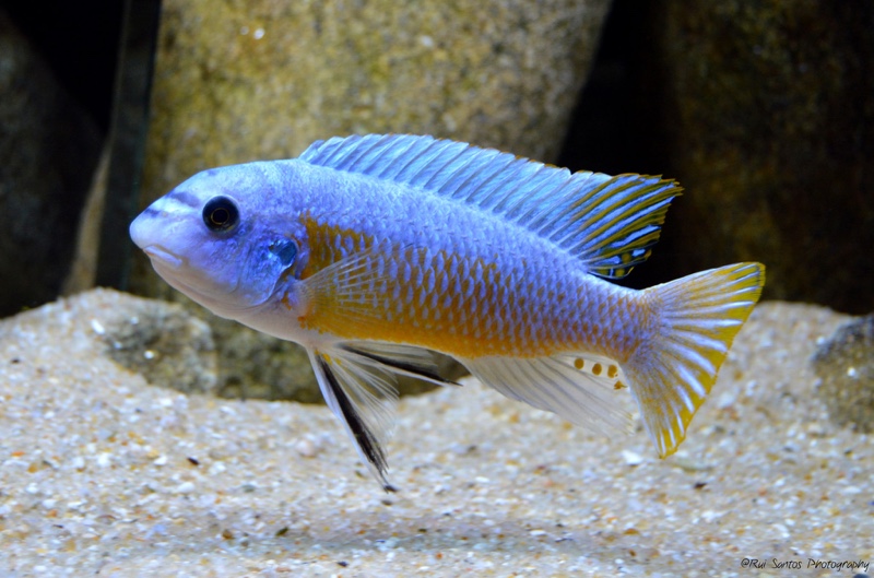 Labeotropheus fuelleborni 'Katale Island'